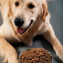 Food intolerance in dogs
