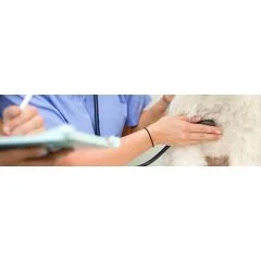 The role of probiotics in veterinary medicine - prophylactic use and in conjunction with disease.