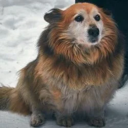 Obesity and behavior - among dogs and dog owners