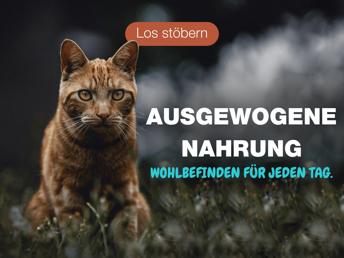 Startseite Banner Katze