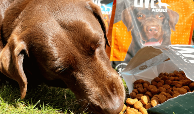Hund_Trockenfutter